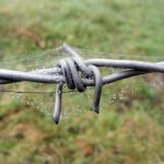 Barbed Wire with Dew